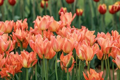 Close-up of tulips in field