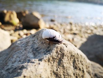 Close-up of shell on rock