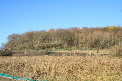 Trees on field against blue sky