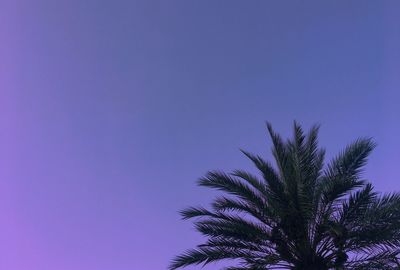 Low angle view of palm tree against clear blue sky