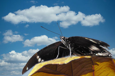 Close-up of butterfly on leaf against sky