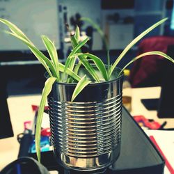 Close-up of potted plant