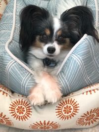 High angle portrait of a dog at home