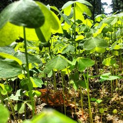 Plants growing in sunlight