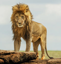 View of a cat looking away