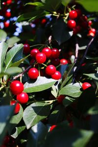 Close-up of cherries on tree