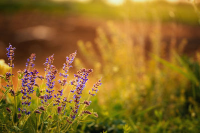 Close-up of purple flowering plant on field