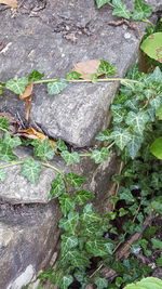 High angle view of lizard on plants