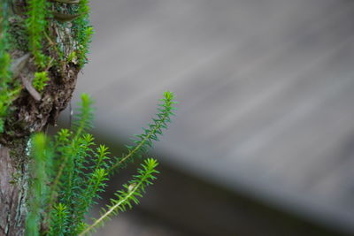 Low angle view of plant growing on tree