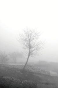 Bare tree on landscape against sky