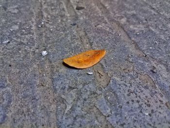 High angle view of dry leaf on street