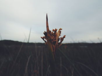 Close-up of plant on field against sky