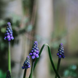 Close-up of purple flowering plants