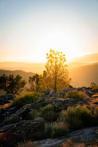 Pine tree silhouette seen at sunset with golden sunset light from behind on a mountain landscape