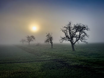 Bare tree on field against sky during sunset