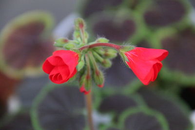 Close-up of red flowers against sky