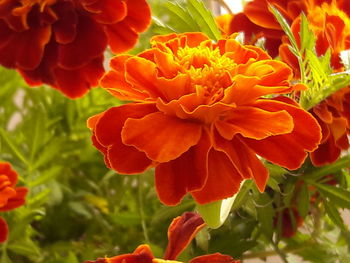 Close-up of orange flowers blooming outdoors