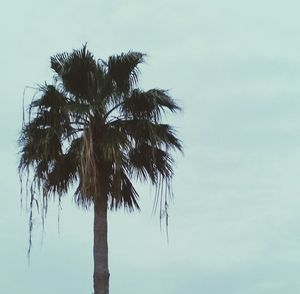 Low angle view of palm trees