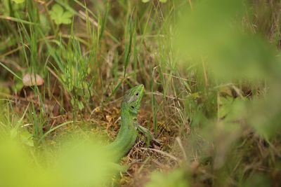 Close-up of lizard on land