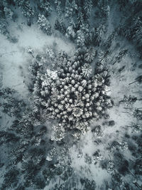 Full frame shot of plants on snow covered land