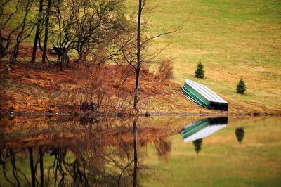 Reflection of trees in water