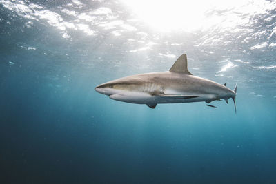 Fish swimming in sea