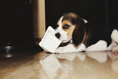 Close-up of dog looking away