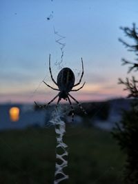 Close-up of spider on web