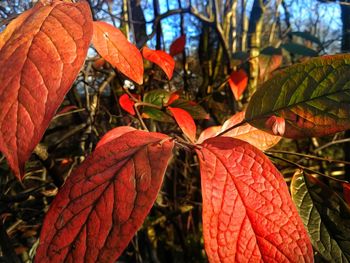 Close-up of red maple leaves on tree