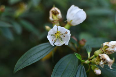 Close-up of white flowering plant