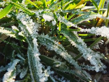 Close-up of frozen plants during winter