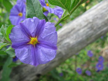 Close-up of purple flower blooming outdoors