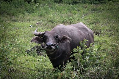 Buffalo standing on the grass field