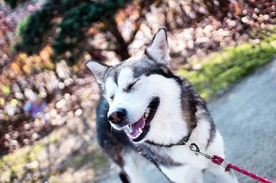 Close-up of dog