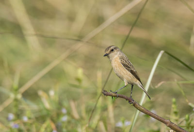 Close-up of bird perching on branch