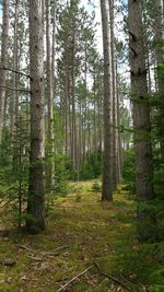 Trees in forest