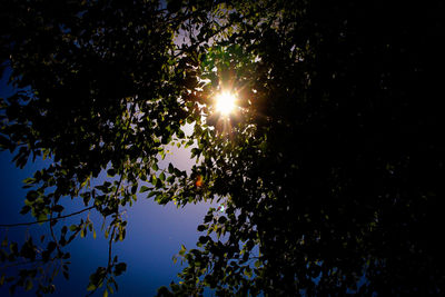 Low angle view of sunlight streaming through tree