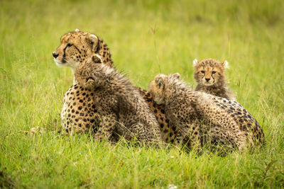 Cheetah lying on grass by three cubs