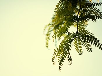 Low angle view of leaves against clear sky