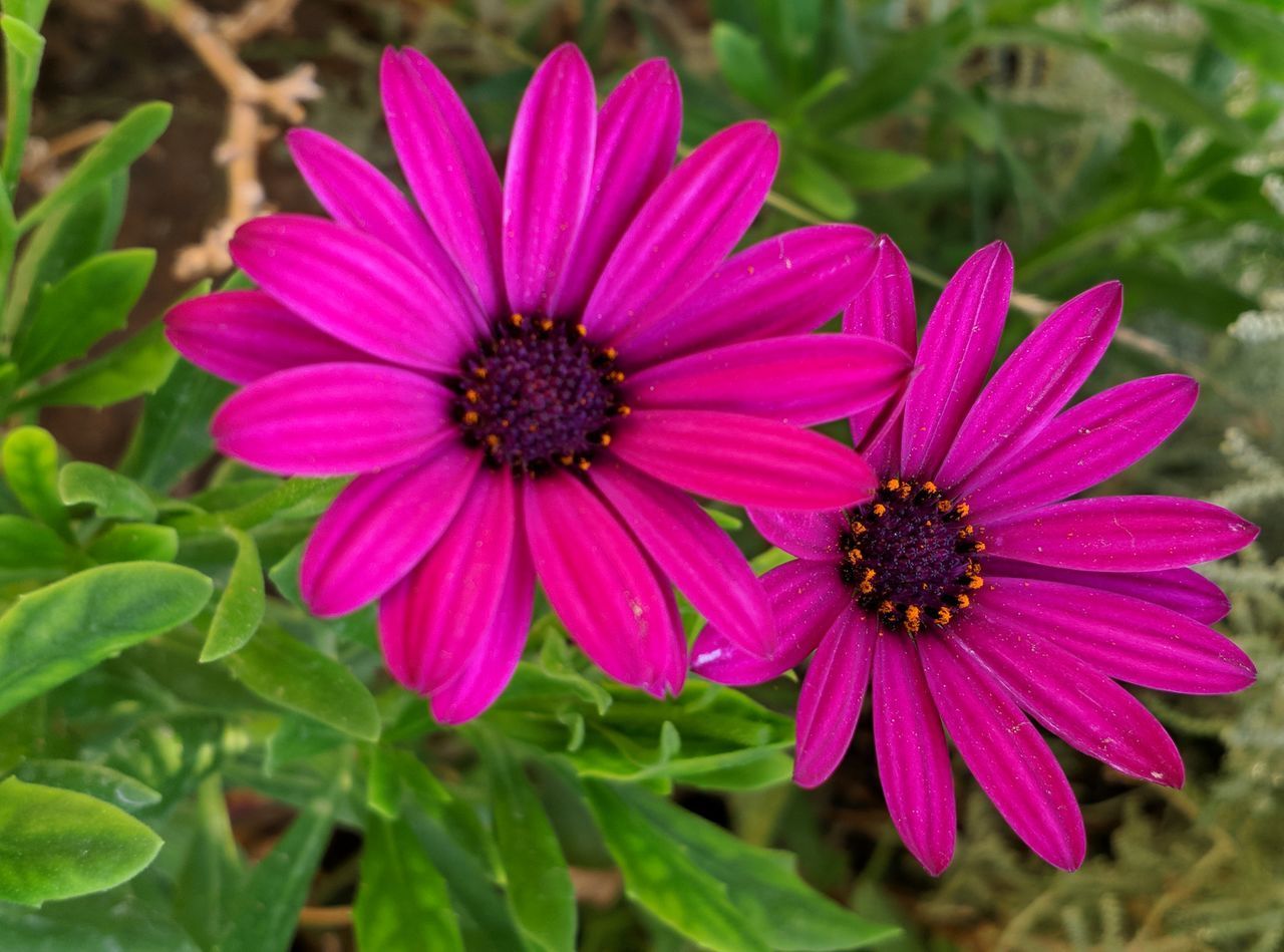 CLOSE-UP OF PINK FLOWER