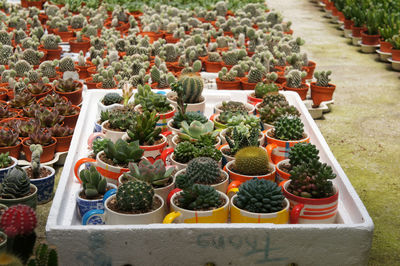 Potted plants at market stall