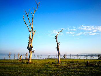 Bare trees on field against blue sky