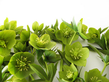 Close-up of plants against white background