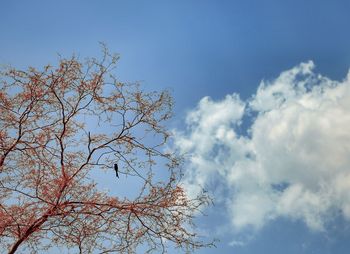 Low angle view of tree against blue sky