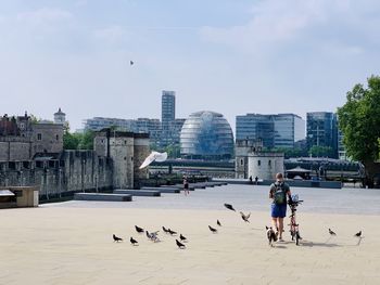 Birds in a city