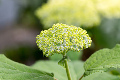 Close-up of flowering plant