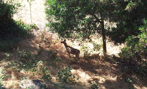 Horse on tree