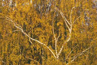 Trees in forest during autumn