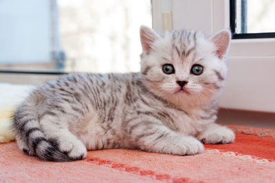 Black and white striped british kitten lying on the windowsill next to the window