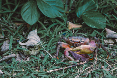 Crab in mahè, seychelles